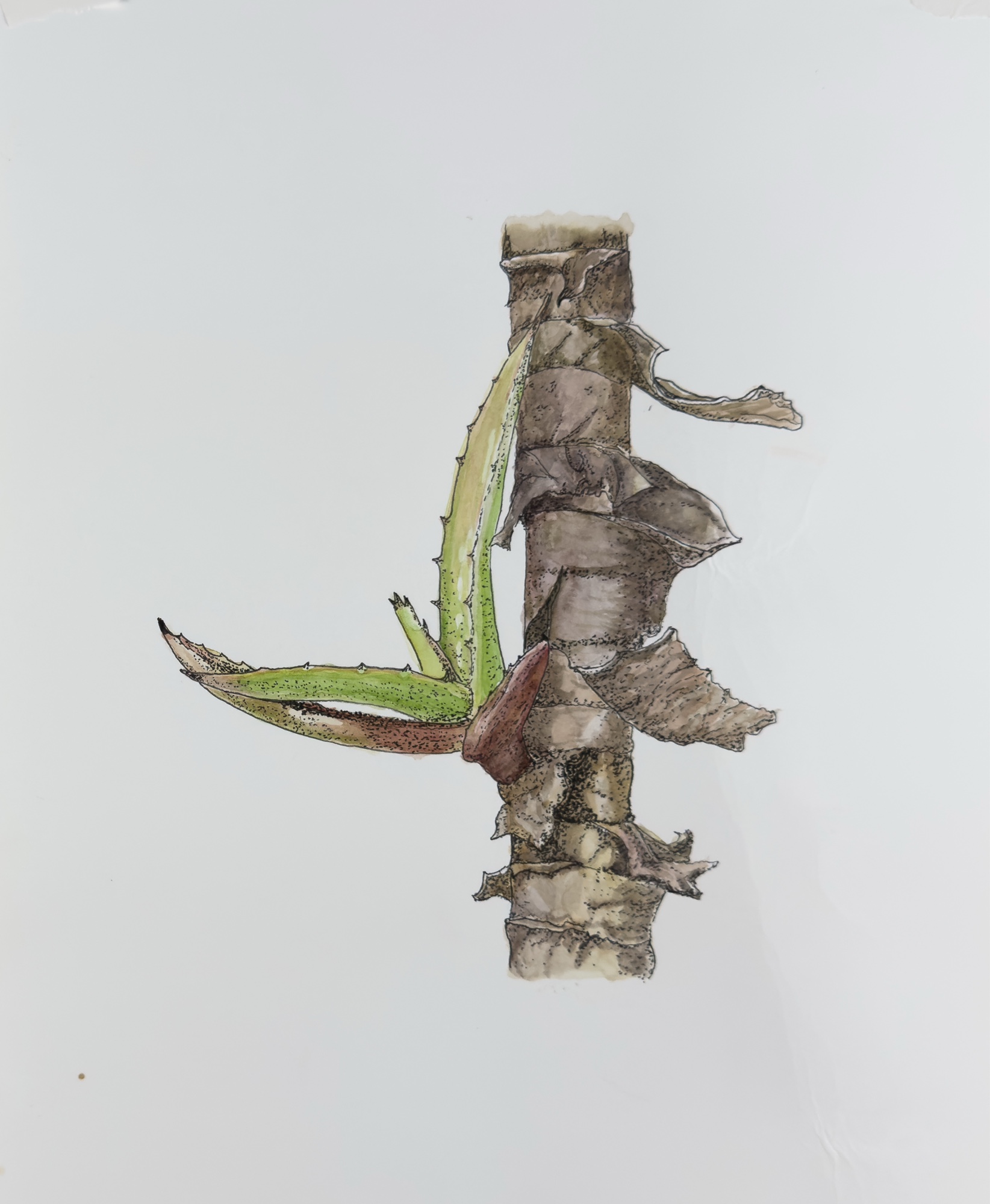 Aloe Study illustration