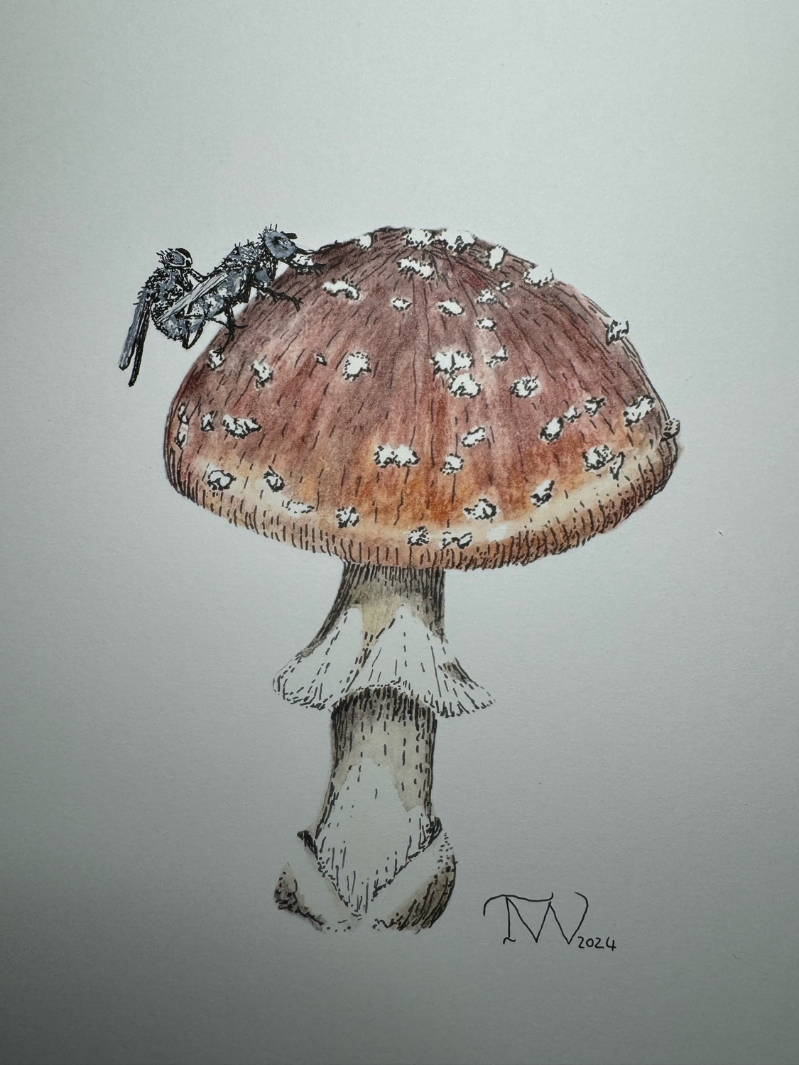 Amanita with Fly