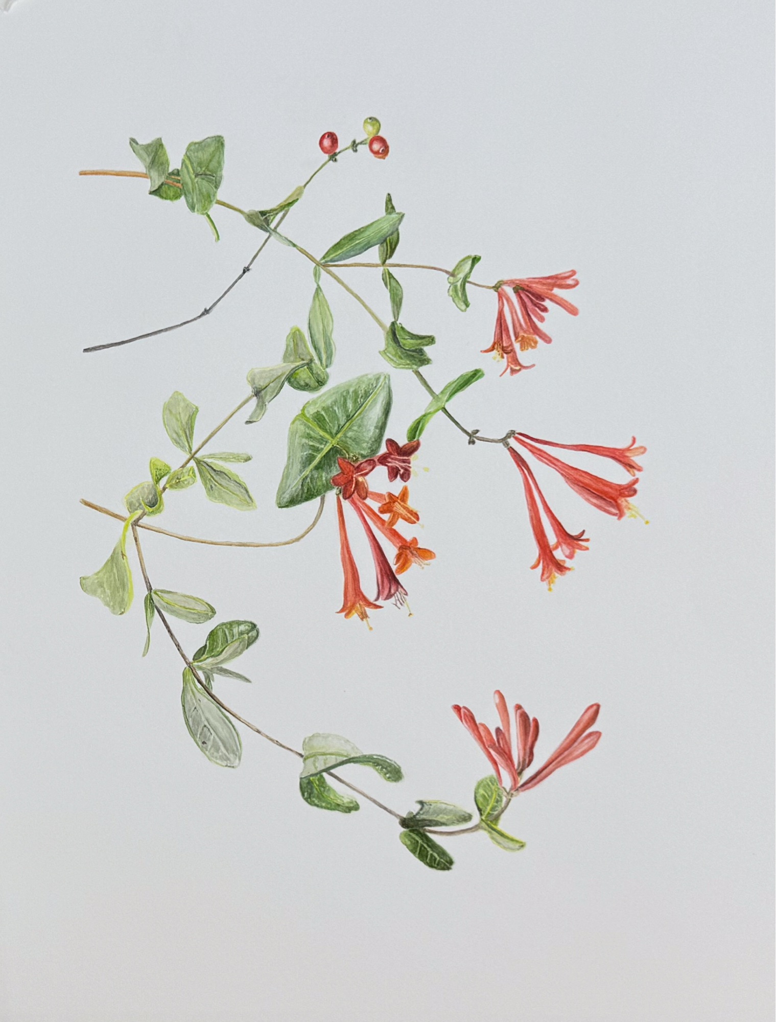 Honeysuckle