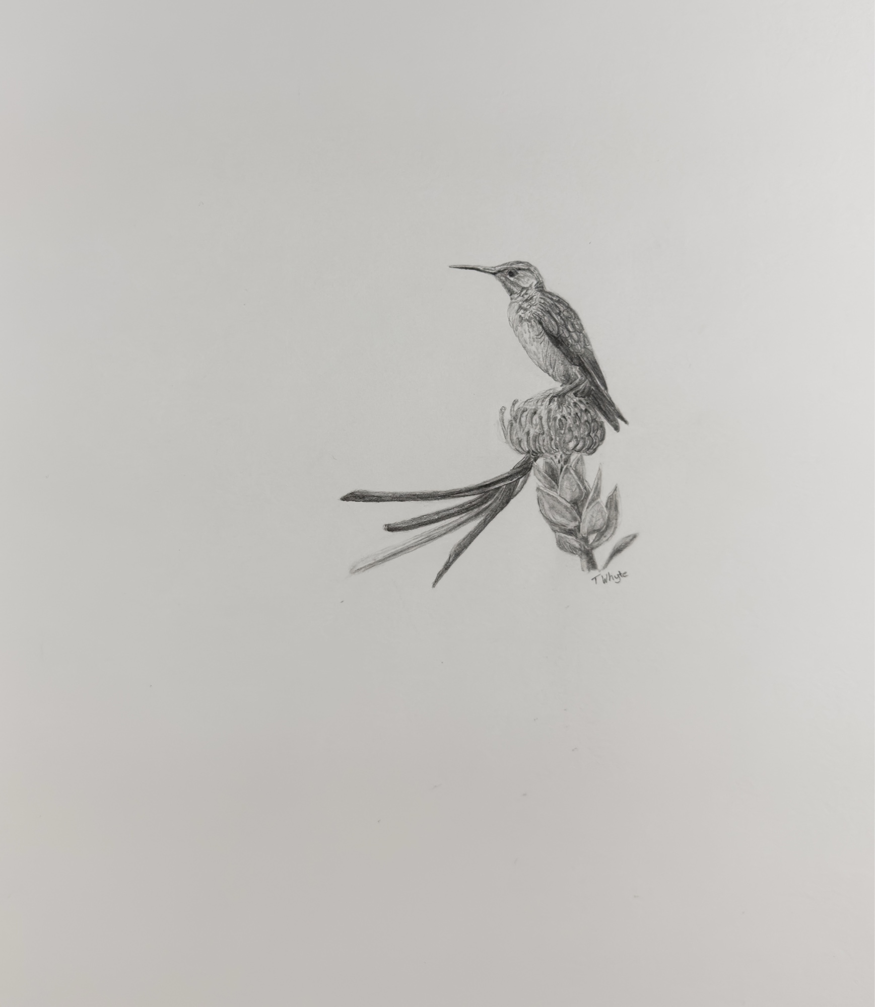 Hummingbird on Protea