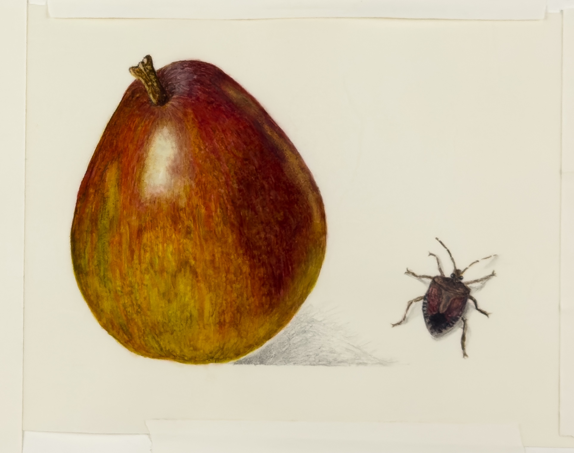 Pear with Stink Bug