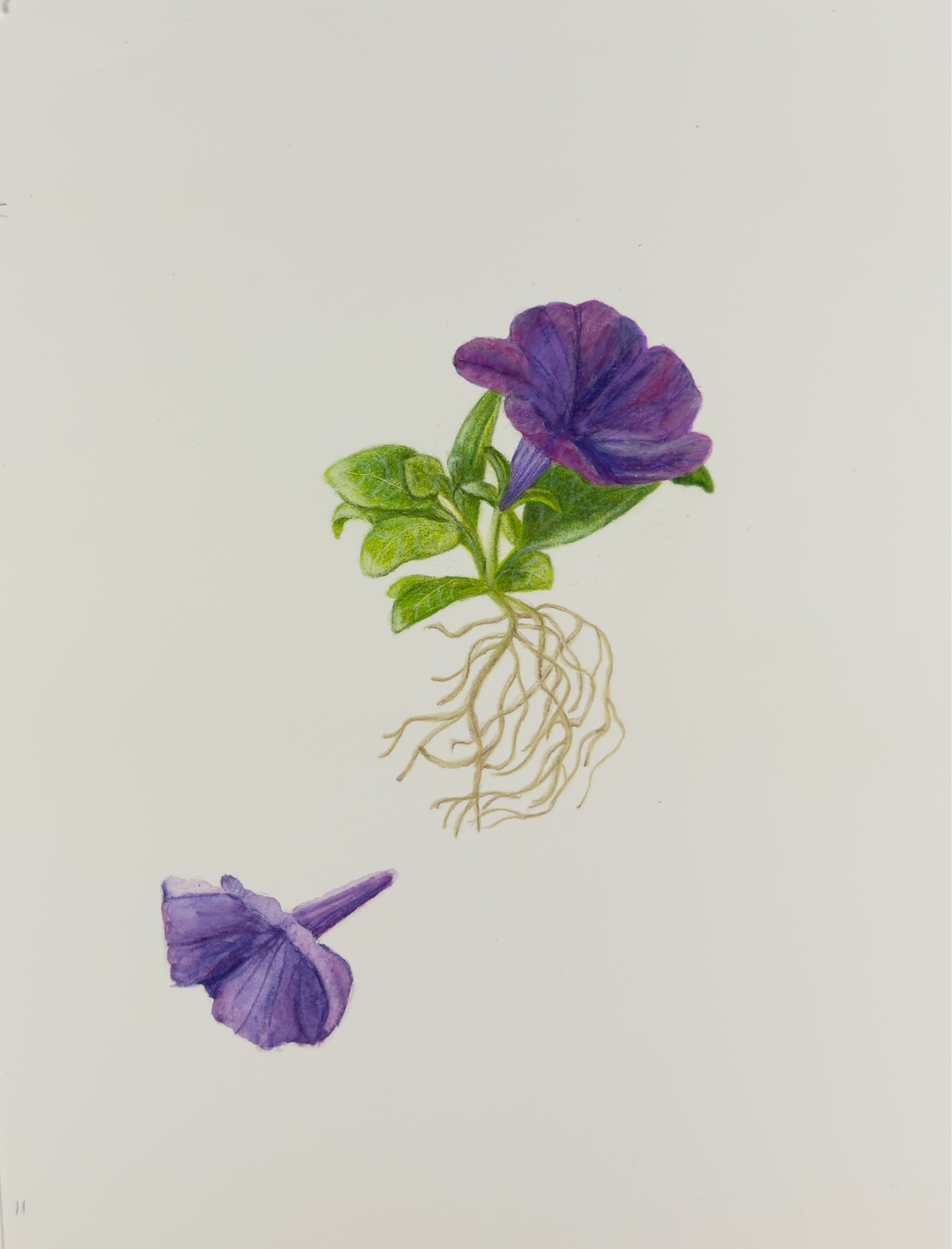 Petunia botanical illustration