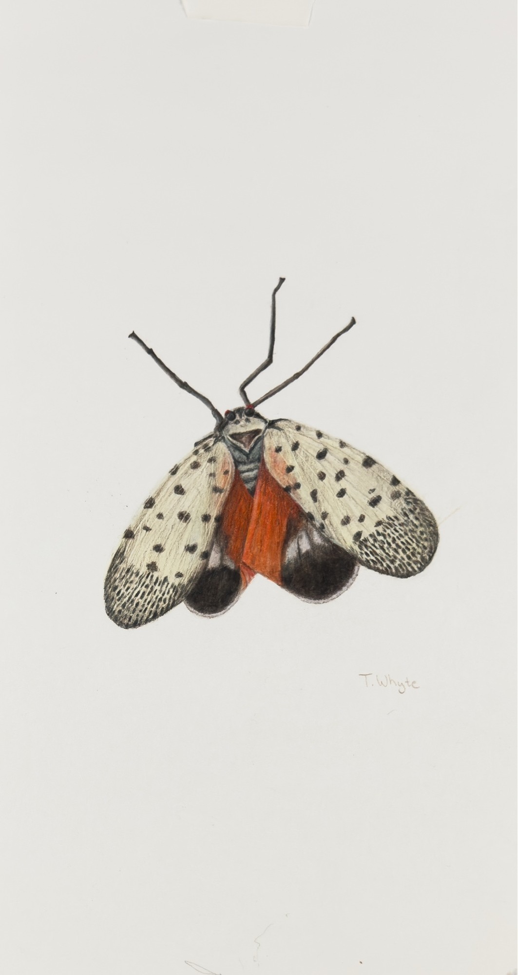 Spotted Lanternfly illustration