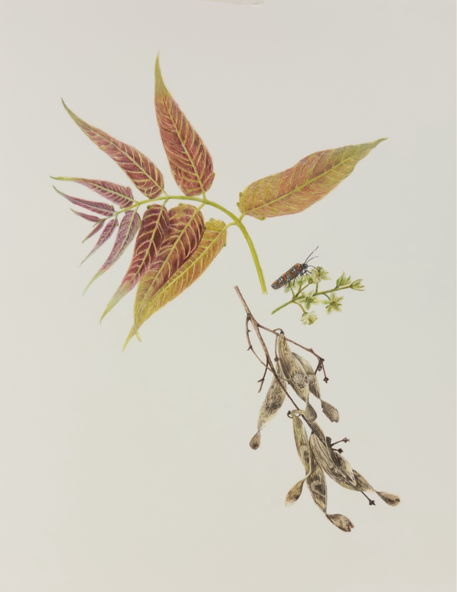 Tree of Heaven botanical pattern